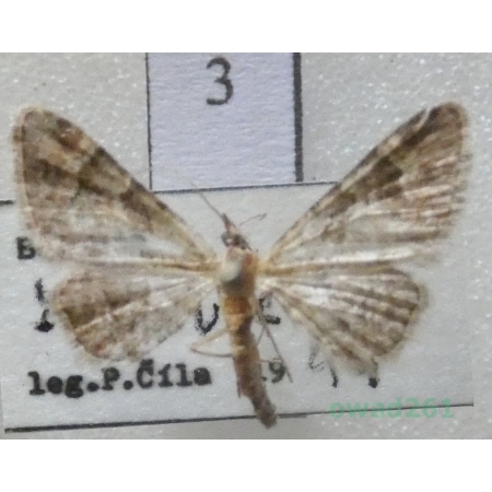 Gymnoscelis rufifasciata (Haworth, 1809) Czech3